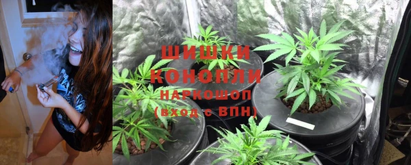 прущие грибы Абаза