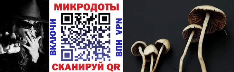 Галлюциногенные грибы Psilocybine cubensis  Яхрома 
